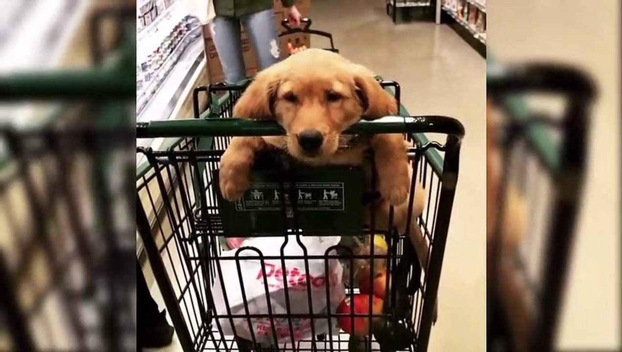 Cutest Puppies Breeds In The World - World's Most Cutest Puppies - Puppies TV