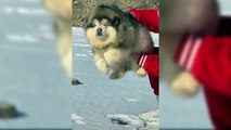 Cutest Puppies Ever In The World - Funny Videos Of Puppies - Puppies TV