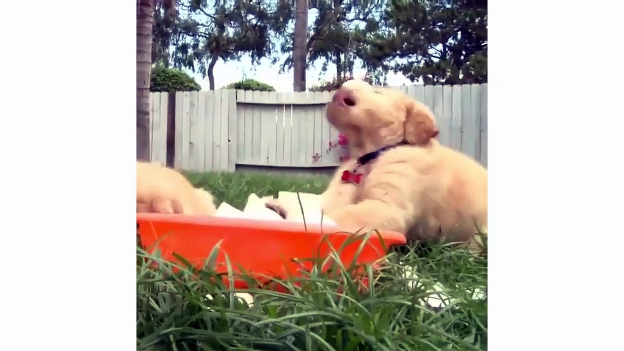 Funny And Cute Golden Retriever Puppies Compilation #1 - Cutest Golden Puppies Love