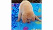 Funny And Cute Golden Retriever Puppies Compilation - Cutest Golden Puppies Love