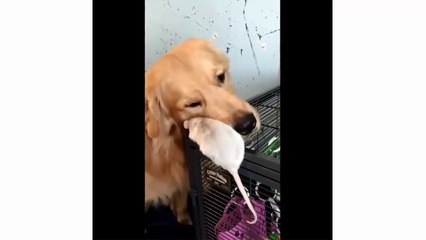 Funny and cute golden retriever compilation - Cute dogs video