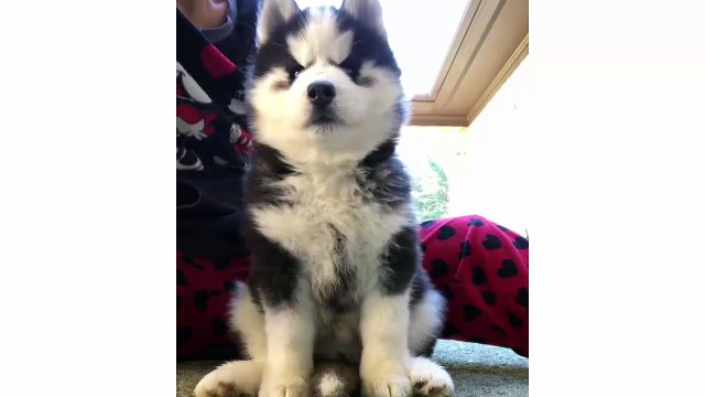Cute husky puppies doing funny things - Funny husky compilation talking - Puppies TV