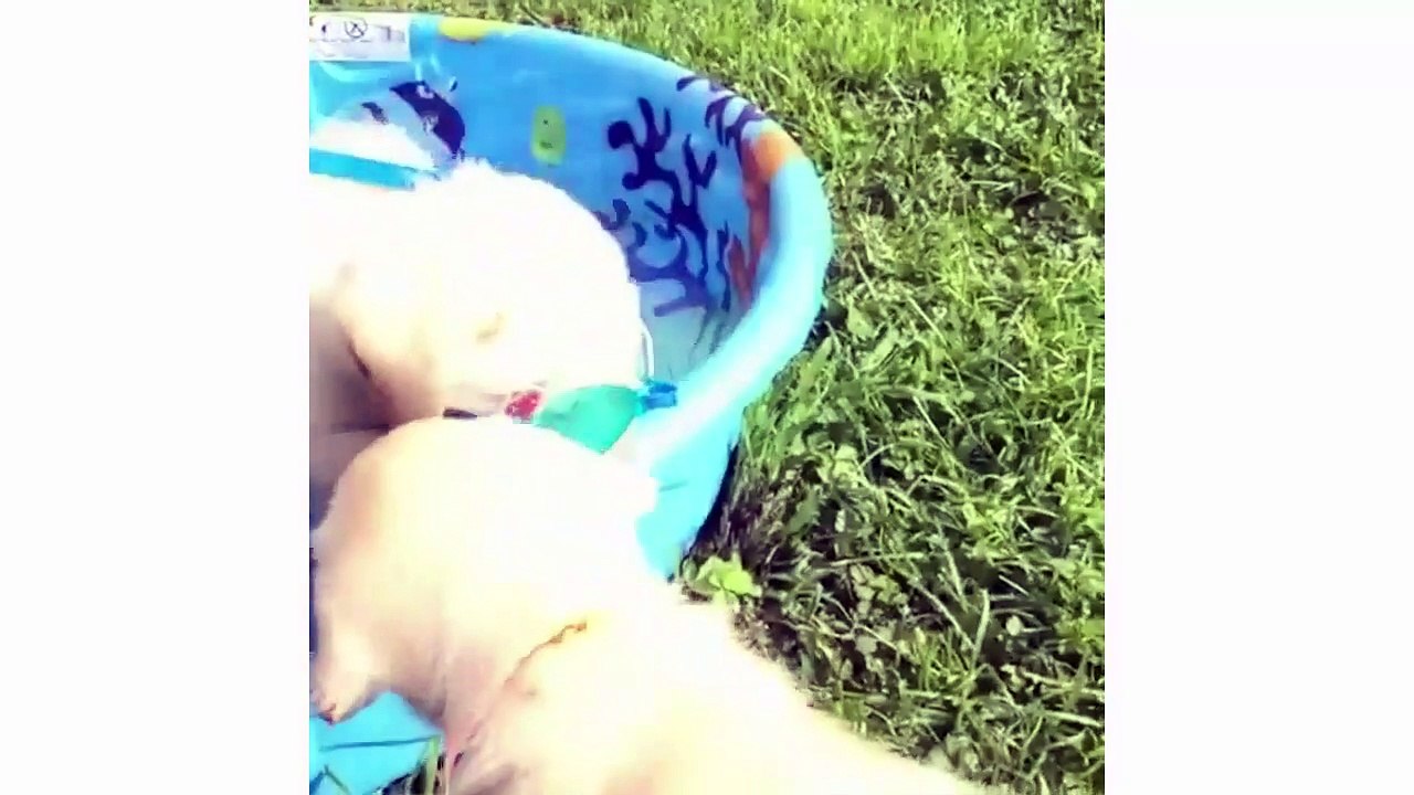 Cute Golden Retriever Puppies Compilation - Labrador Puppies Funny Compilation