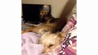 Cute is Not Enough - Dogs Doing Funny Things - Cute Dog Compilation