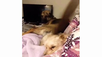 Cute is Not Enough - Dogs Doing Funny Things - Cute Dog Compilation