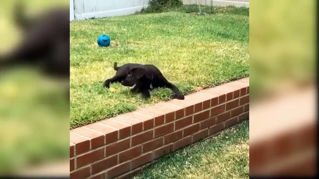 Cute Labrador Puppies Doing Funny Things - Cutest Labrador Retriever Puppies - Puppies Tv