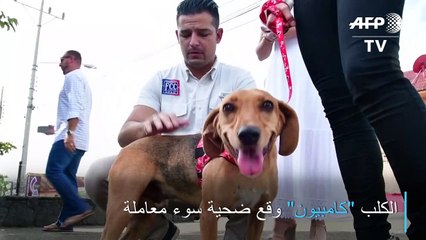 أول محاكمة في أميركا اللاتينية في قضية سوء معاملة كلب