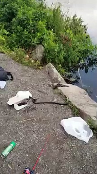 Ce serpent vole le poisson pêché par un enfant !