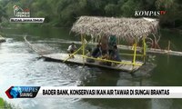 Mengenal Bader Bank, Konservasi Ikan Air Tawar di Sungai Brantas