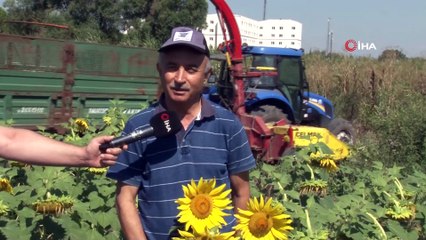 Üniversite yerleşkesinde ayçiçeği hasadı yapıldı