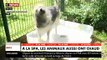 Spéciale Canicule : A la SPA, les bénévoles prennent soin des animaux qui souffrent de chaleur - VIDEO
