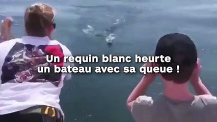Un requin blanc heurte un bateau avec sa queue !