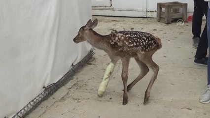 Yaralı kızıl geyik yavrusu Afyonkarahisar'da tedavi altına alındı