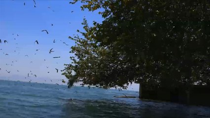 للمرة الأولى.. الطيور المهاجرة من روسيا تستقر بكردستان العراق