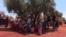 İdlib'de savaş mağduru çocuklara zeytin ağacı altında eğitim (1)
