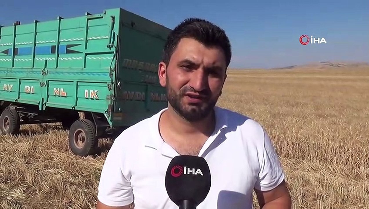 Siirt’te verimi yüzde 70 artan buğday çiftçinin yüzünü güldürdü