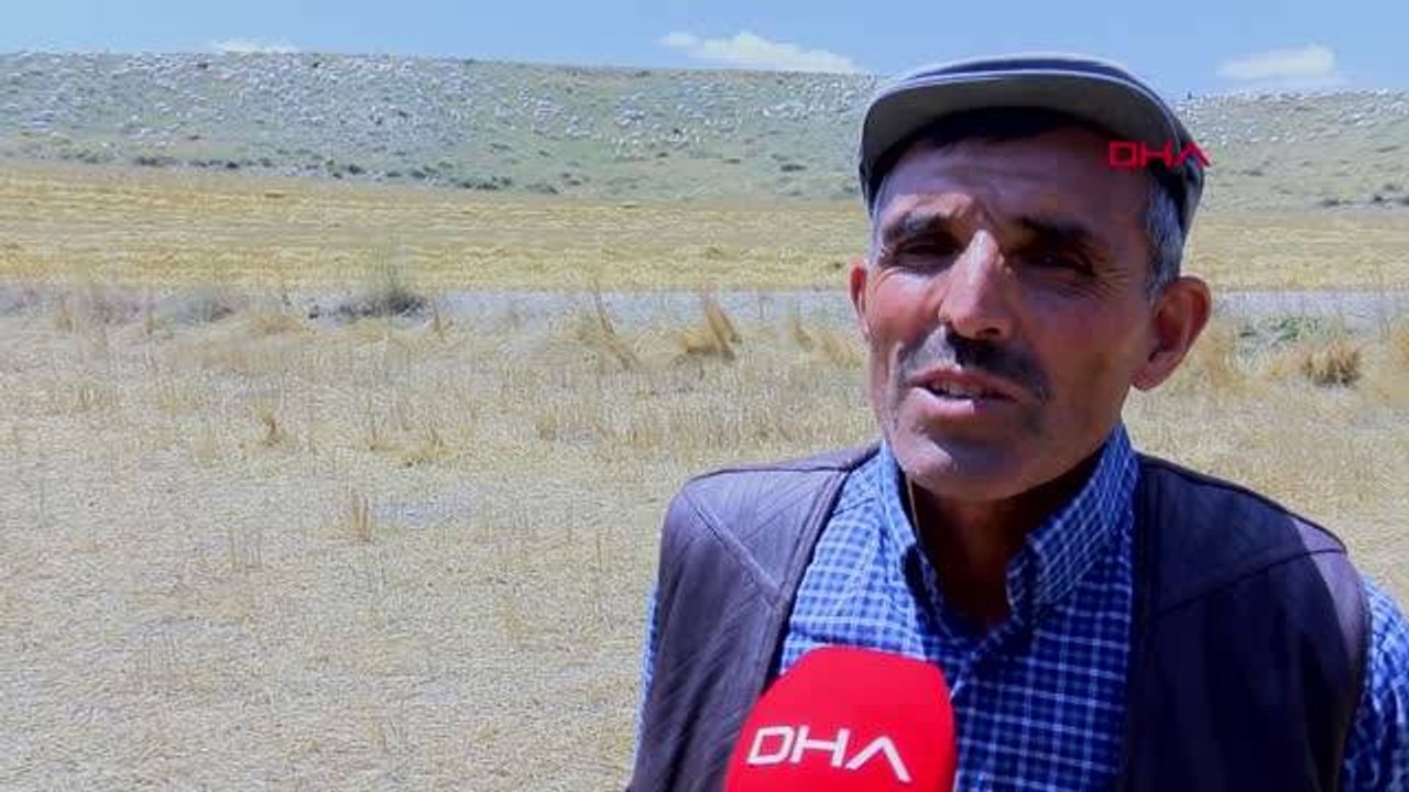 Ankara keçisinin nesli azaldı, tiftik üretimi can çekişiyor
