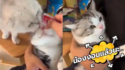 น่าเอ็นดู !! น้องแมวงอน แม่ให้แต่คนอื่นกิน...ไม่ให้ผมเลย