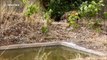 Bengal tiger sneaks in pond to cool down on a hot summer day in northern India