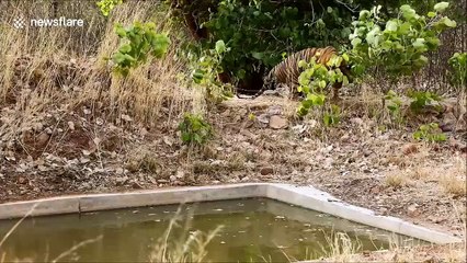 Bengal tiger sneaks in pond to cool down on a hot summer day in northern India