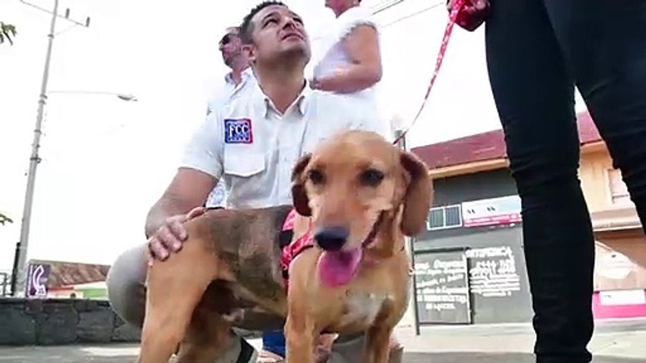 Costa Rica: Hund im Zeugenstand