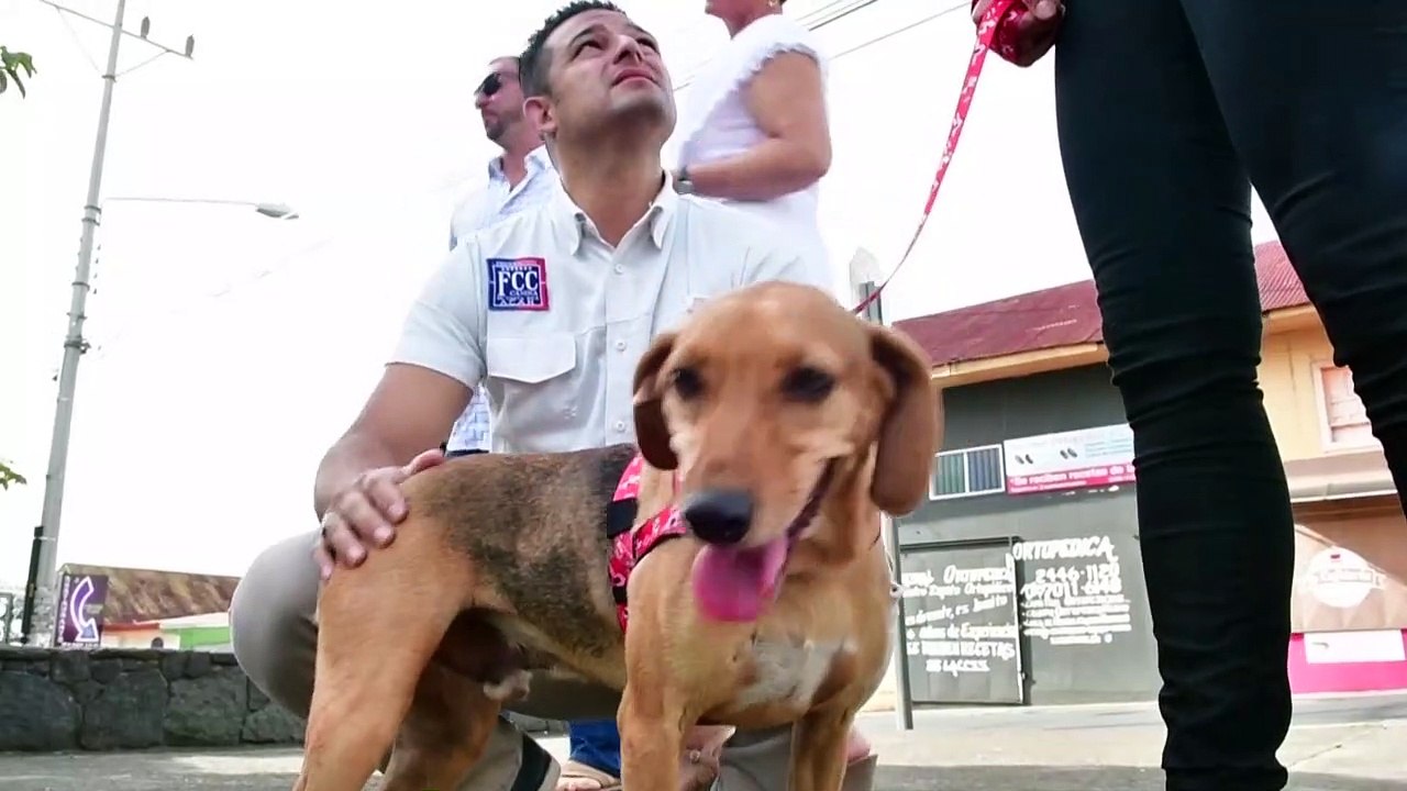 Costa Rica: Hund im Zeugenstand