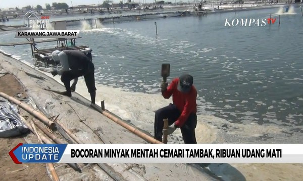 Bocoran Minyak Mentah Pertamina Cemari Tambak di Karawang, Ribuan Udang Mati