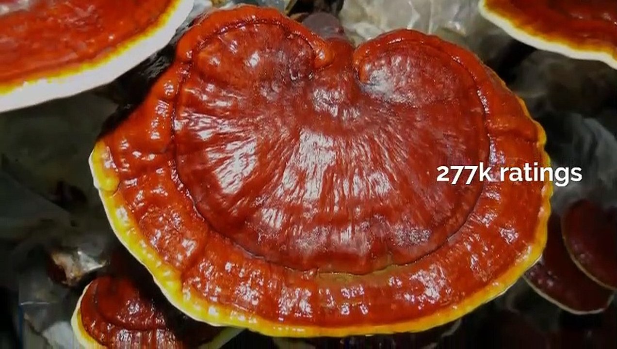 Sami Anwar Explain Ganoderma Health Supplement and its Benefits