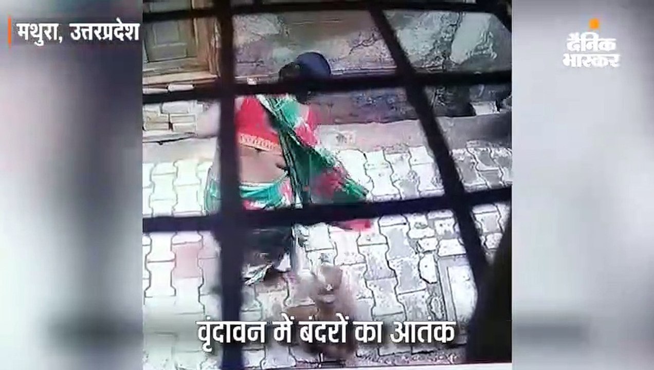 बंदरों ने हमला कर बुजुर्ग व महिला को जमकर नोचा,...