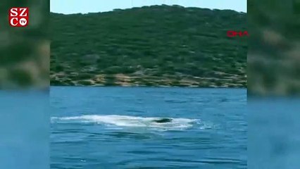 Akdeniz foku Kekova’da görüntülendi