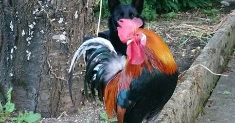 Une pétition de soutien à Coco, un coq jugé trop bruyant par la justice, recueille 85 000 signatures