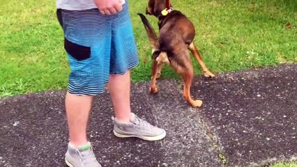 Doggy Dan's 5 Day Course- Day 1 - Pulling on the Leash