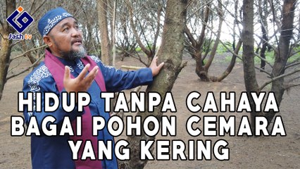 Hidup Tanpa Cahaya Bagai Pohon Cemara Yang Kering