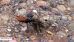This Wasp Is A Tarantula's Worst Nightmare