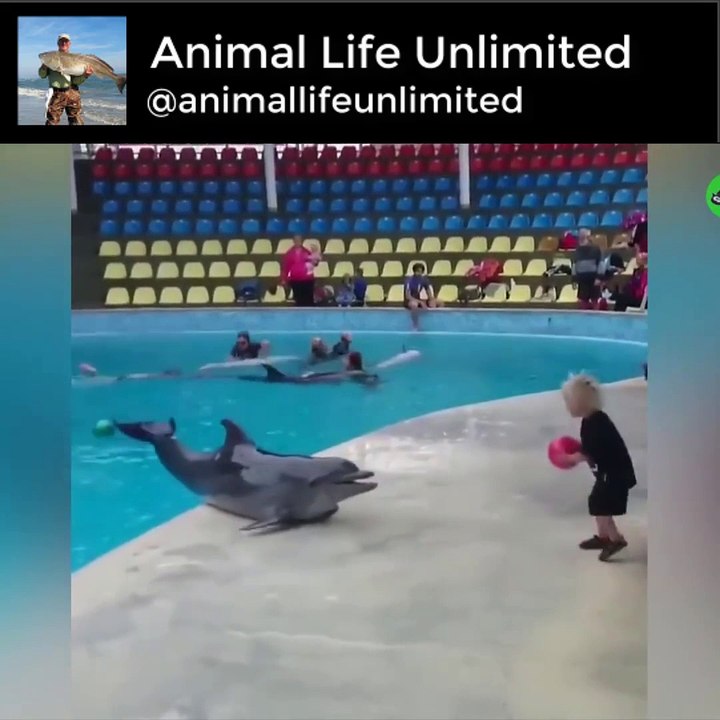 AMAZING DOLPHINS