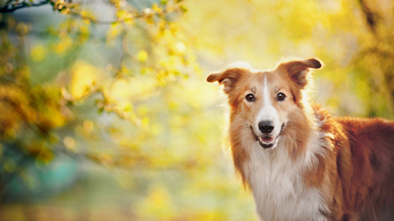 Cómo calcular la edad de un perro