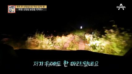 ♨특명♨ 산양삼 농장을 지켜라! 산양삼 농장 주변에서 발견한 고.라.니⊙_⊙?!