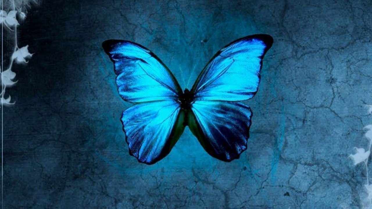 Butterfly