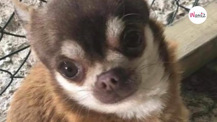 Ce Chihuahua s’est fait kidnapper… par une mouette !