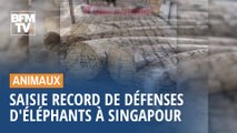 Saisie record de défenses d'éléphants à Singapour