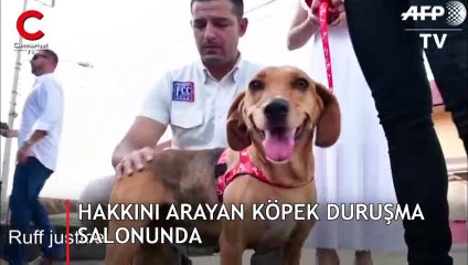 Hakkını arayan köpek duruşma salonunda