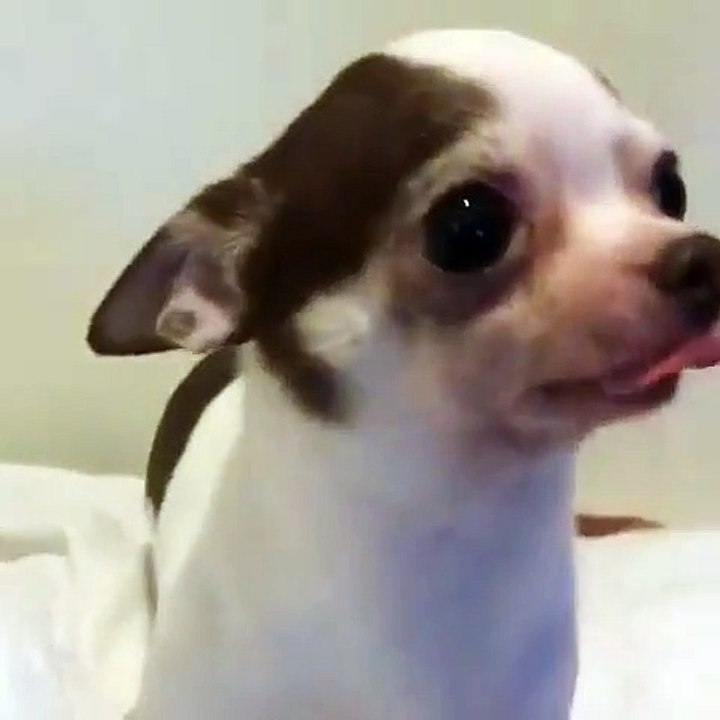 Ecoutez les grognements de ce chiot quand il veut des bisous. Trop chou !