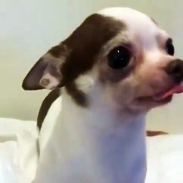 Ecoutez les grognements de ce chiot quand il veut des bisous. Trop chou !