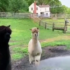 Surprenant ! Ce lama prend une douche en se tenant debout !