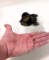 Ce bébé canard est trop mimi. A voir !