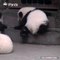 Quand un petit panda essaie de grimper, voici ce que ça donne. Trop cute !