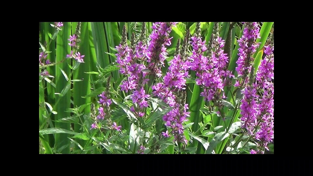wanderungbleicherb