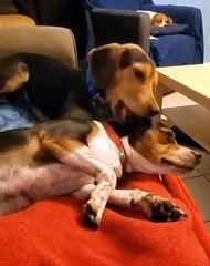 Cette chienne mâche vigoureusement l'oreille de son ami. Trop drôle !