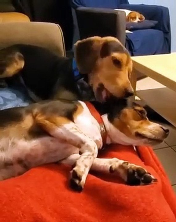 Cette chienne mâche vigoureusement l'oreille de son ami. Trop drôle !