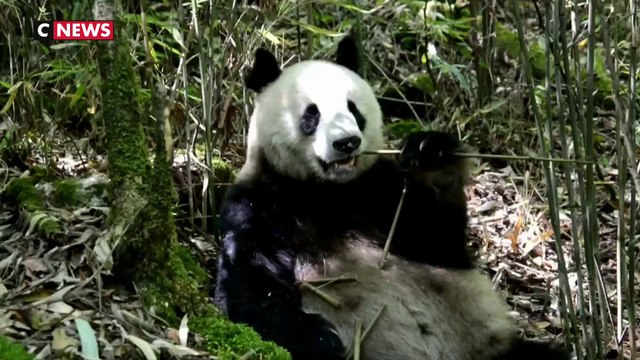 Chine : 27.000 km2 de réserve pour les pandas géants
